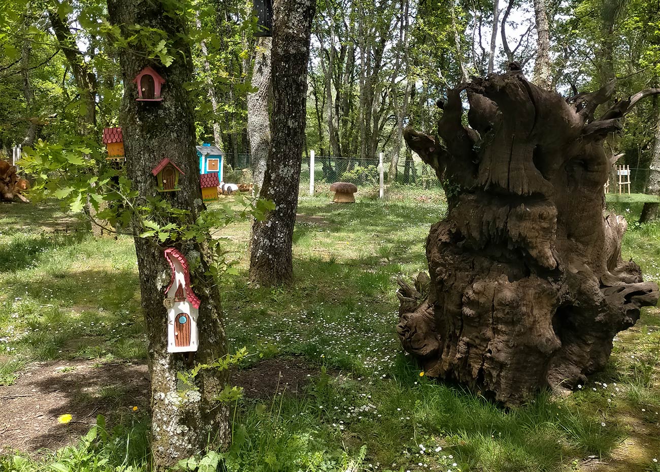 O Bosque Máxico de Bonxe